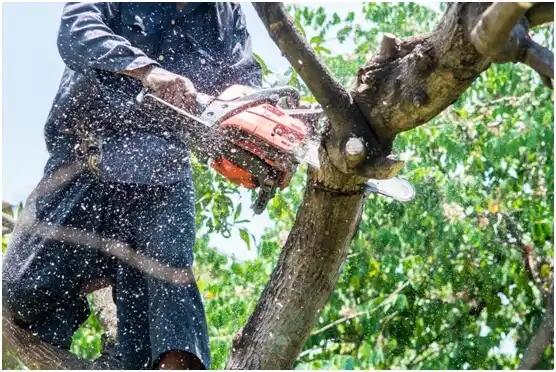 tree services Wilderness Rim